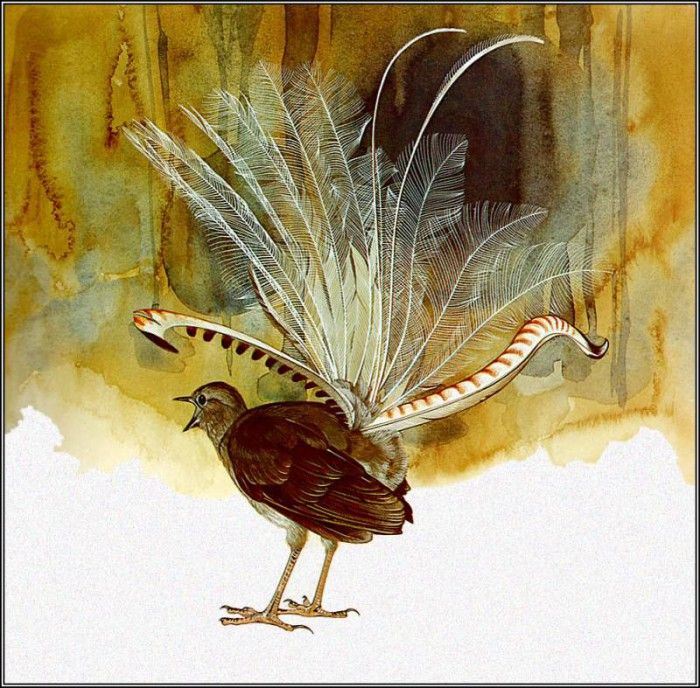 pa TonyOliver AustralianBirds 44 SuperbLyrebird. ������, ����