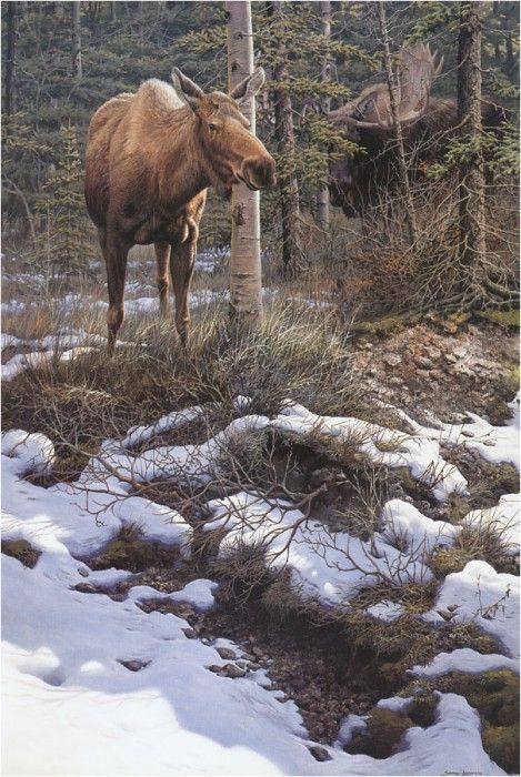 JohnSeerey-Lester Moose HiddenAdmirer ec. Seerey-������� ����