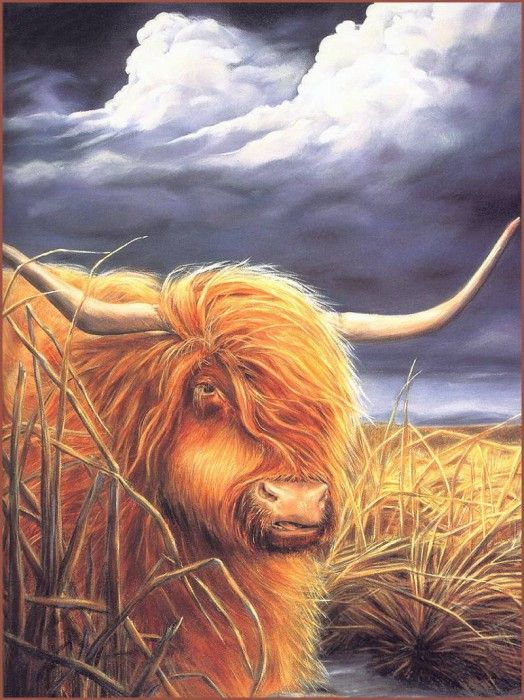 lrsBB01AllenKimball-HighlandCow. , 