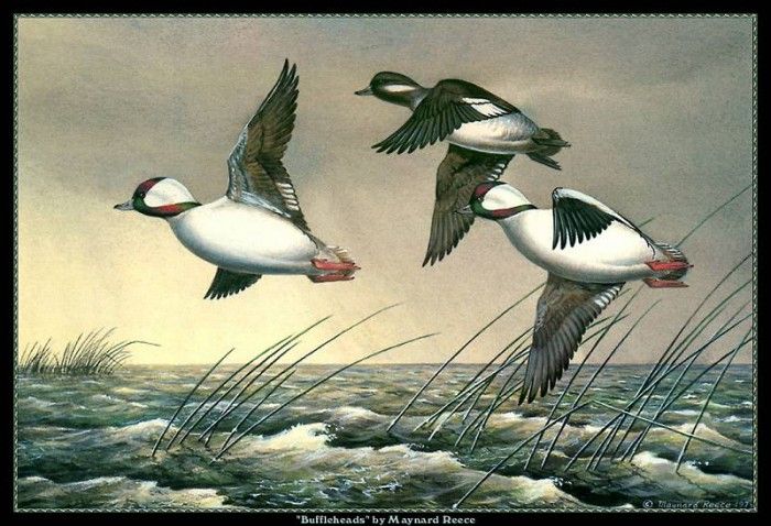 cr MaynardReece029. ���, �������