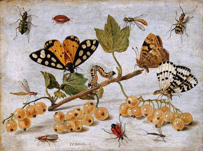 Kessel van Jan Insects and fruits Sun. ,  