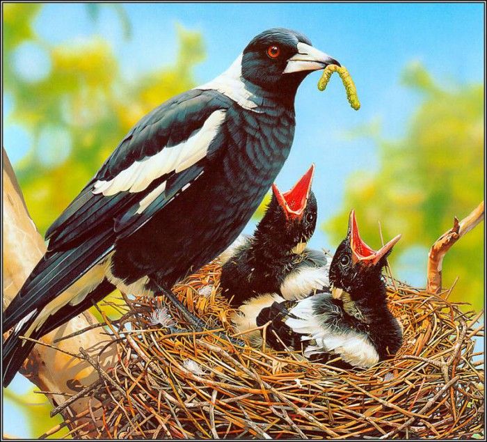 pa AGA 06 EgoGuiotto Magpies. Guiotto, 