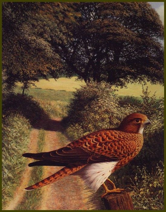 lrsBoothRaymond-Kestral. , 