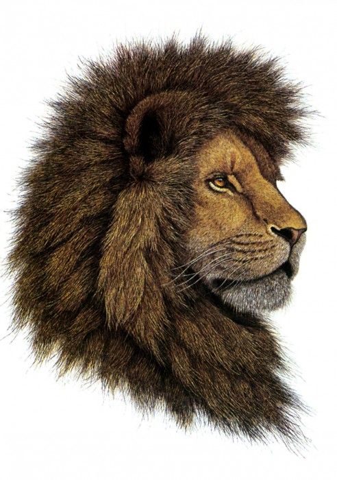 kb Gustavson Greg-African Lion. , Greg