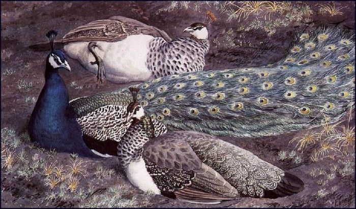 43615. Tunnicliffe, 