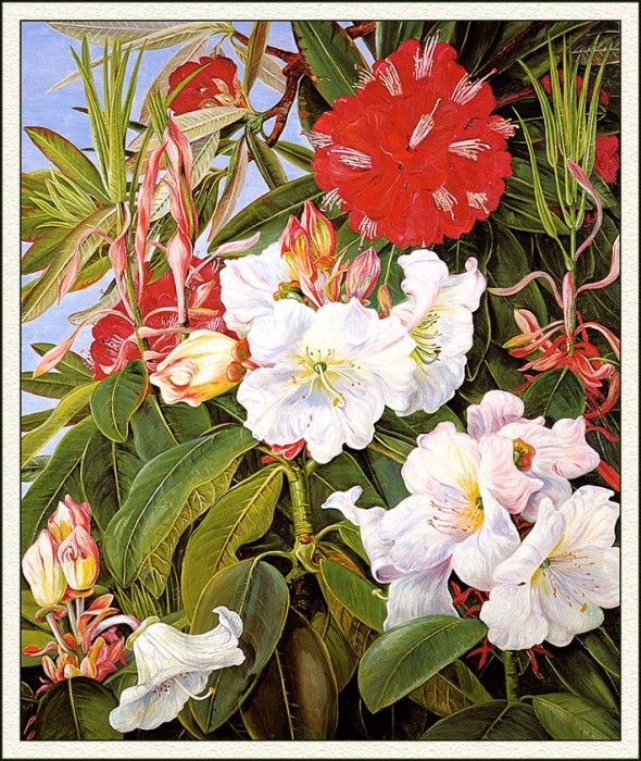 bs-flo- Marianne North- Indian Rhododendrons. , 