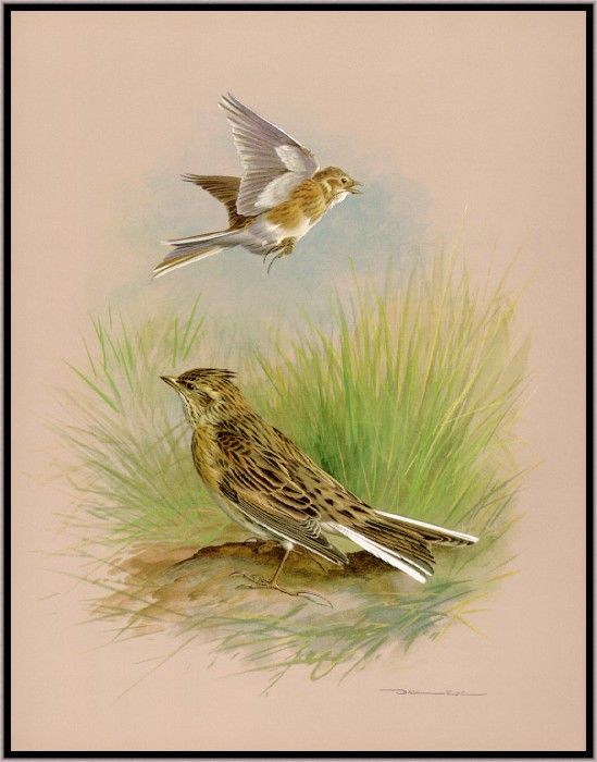 EdeBasil-TheSkylark-sj. , 