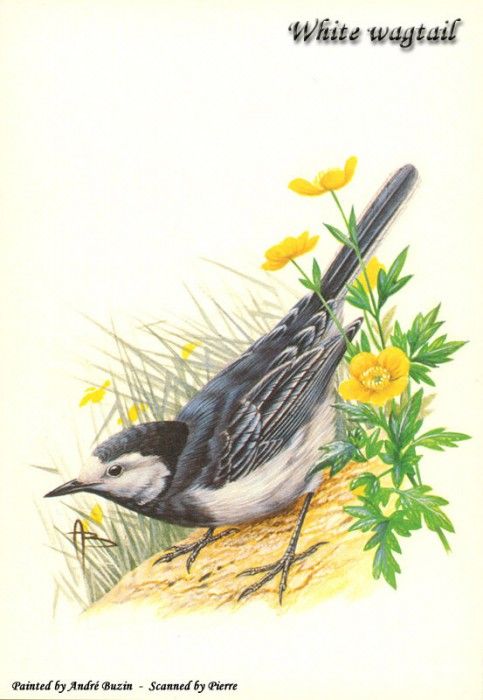 abs 16 white wagtail. , 