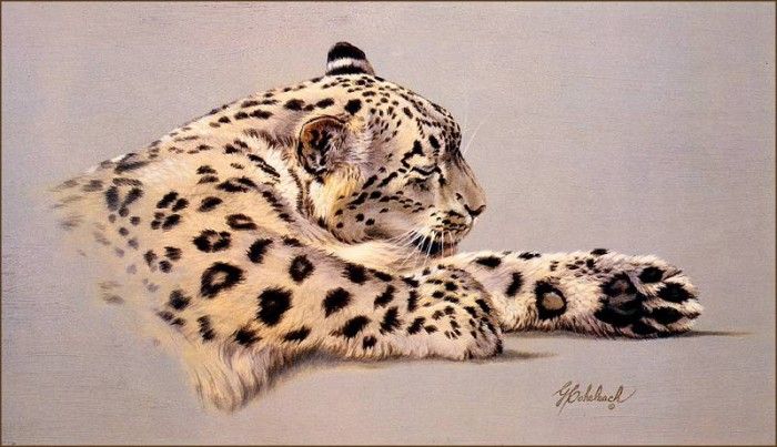 bs-na- Guy Coheleach- Preening Snow Leopard. Coheleach, 