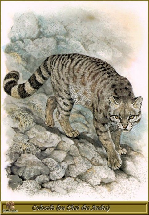 PO pfrd 035 Colocolo ou Chat des Andes. Dallet, 