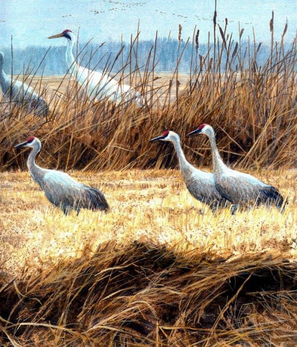 Birds 28 Sandhill and Whooping Cranes, 2001 Robert Bateman sqs. Bateman, 