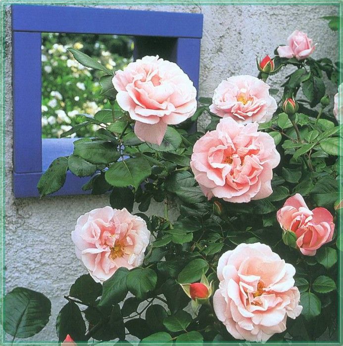 HeritageRoses Fantin-Latour-WeaISC. ����, Saxon