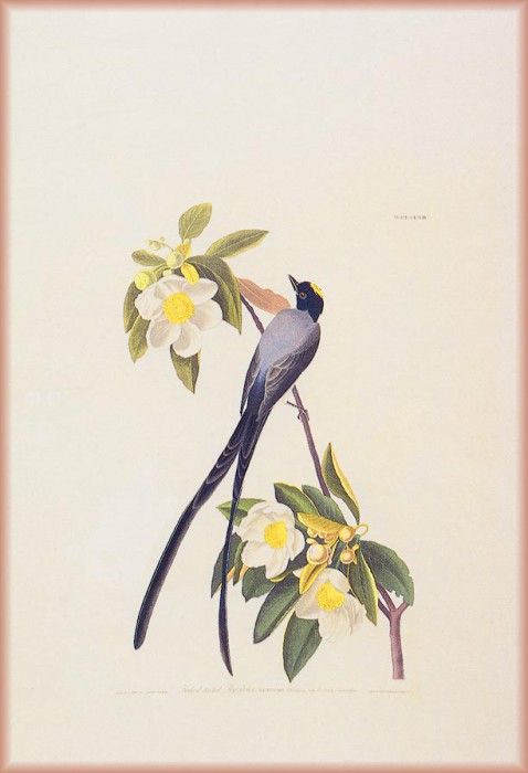 ma Audubon Fly Catcher. Audubon, ���� ������