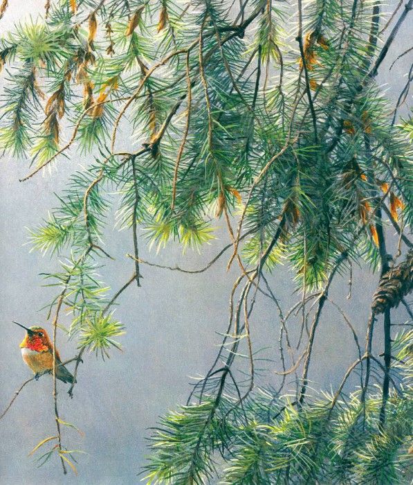 Birds 04 Rufous Hummingbird, 2002 Robert Bateman sqs. Bateman, 