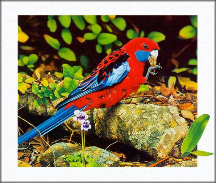 pa AusGeoArt 2003 03 EgoGuiotto CrimsonRosella. Guiotto, 