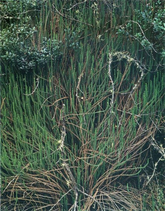 art 747. , 