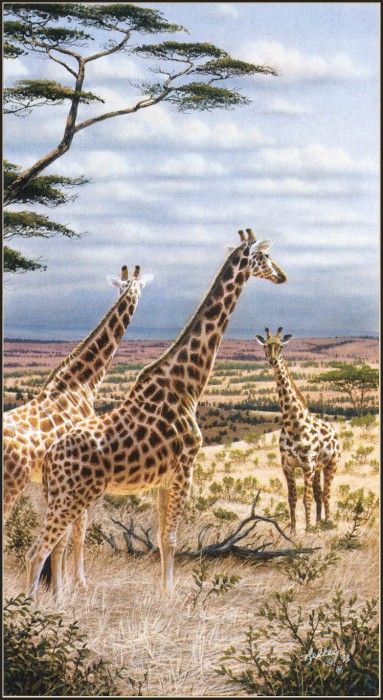 kb Kelley Rick-Giraffes in Serengeti. , Rick