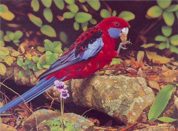 Oz AGls003 Ego Guiotto Crimson Rosella Painting. Guiotto, 