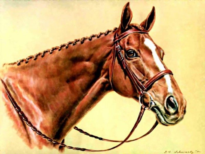 illustrated horse csg012 donald schwartz. , 