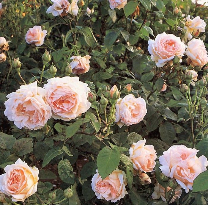 Clay Perry - Abraham Darby, De. , 
