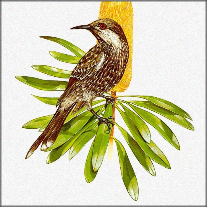 pa TonyOliver AustralianBirds 24 LittleWattlebird. , 