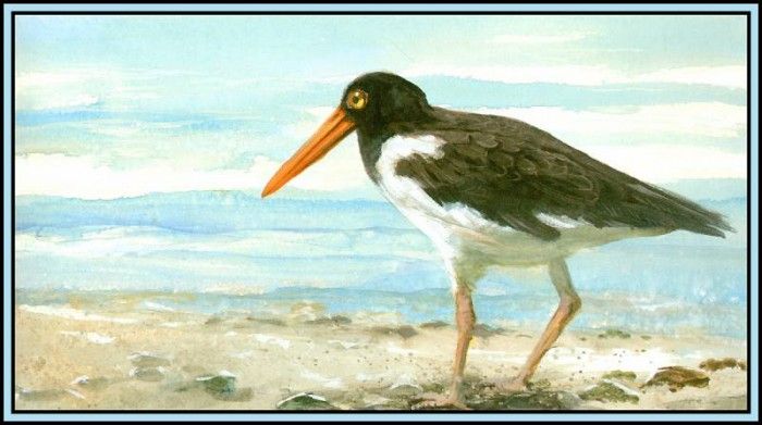 D50-AWE085-RB-Oystercatcher 2. Bansemer, 