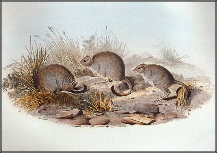 pa AVM end 04 Gould Brush-TailedBettong. , 