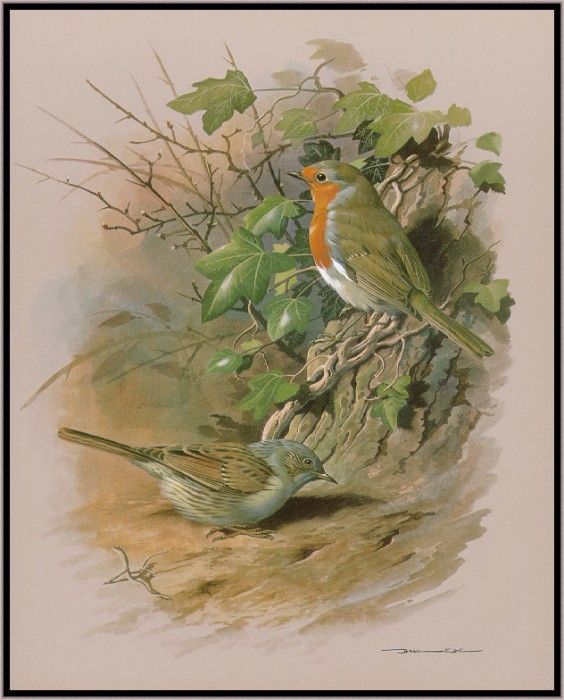 EdeBasil-TheDunnockAndRobin-sj. , 