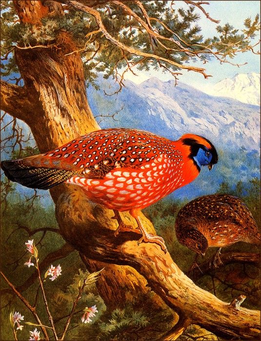 bs-na- Archibald Thorburn- Temmincks Tragopan. , 