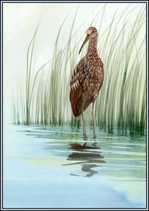 D50-AWE080-BR-Limpkin 2. Bansemer, 