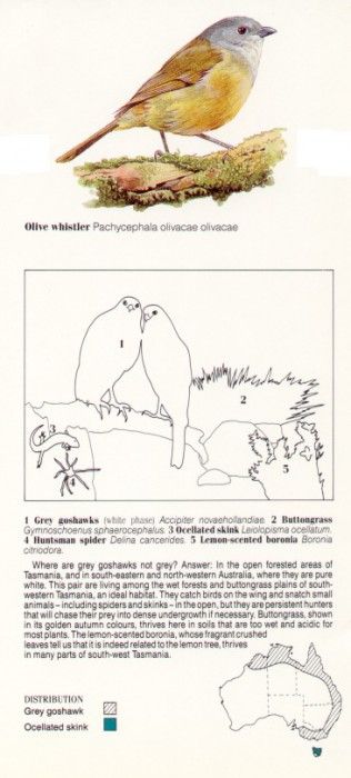 Oz AGls068 Tony Oliver Grey Goshawks Key. , 