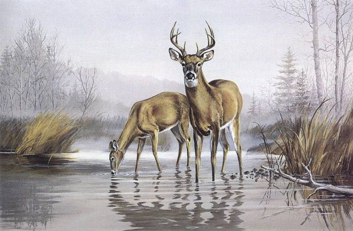 bs- Maynard Reece- The Sentinel- Whitetail Deer. , 