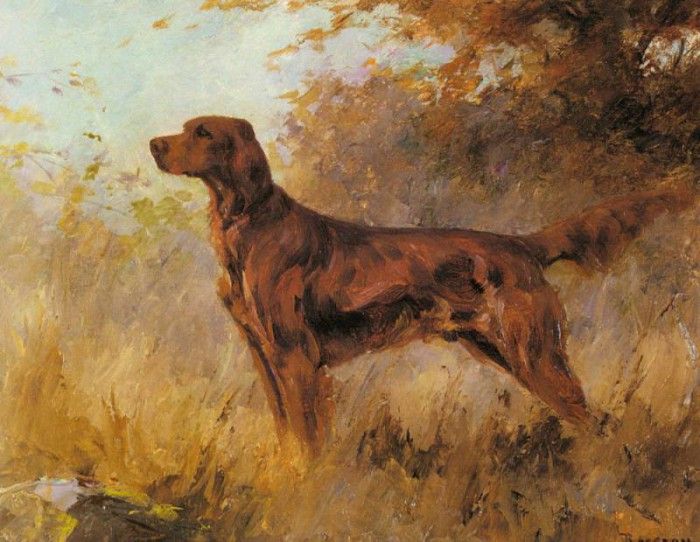 Rosseau Percival Leonard A Red Setter. ,  