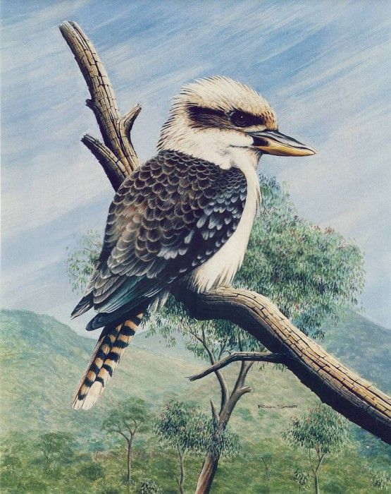 Oz AGls031 Rod Scott Kookaburra. , Rod