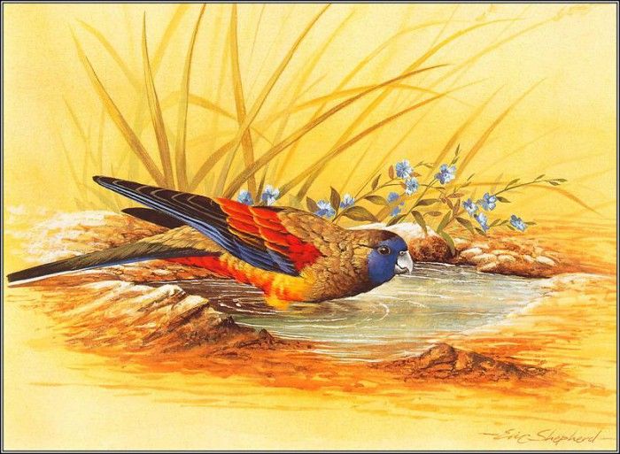 pa EricShepherd AP2004 05 Blue BonnetParrot. , 