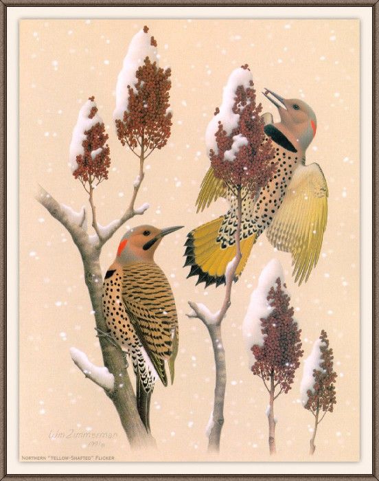 Sj WbZ 06 Northern Yellow-shafted Flicker. , 