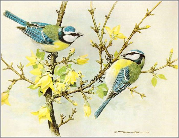 pa BasilEde 08 BlueTit. ���, �������