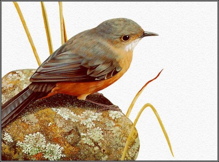 pa AusGeoArt 2003 14 EgoGuiotto Rockwarbler. Guiotto, 