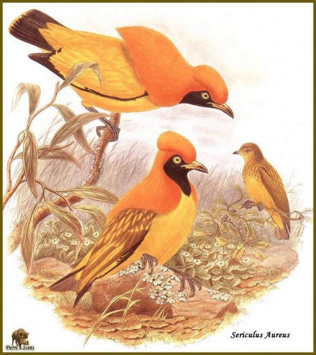 PO ptb 30 Jardinier du Prince dOrange. ����, ����