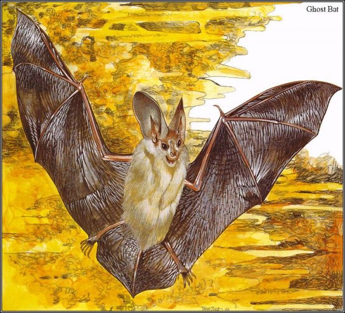pa TonyOliver AustralianEndangeredWildlife 25. , 