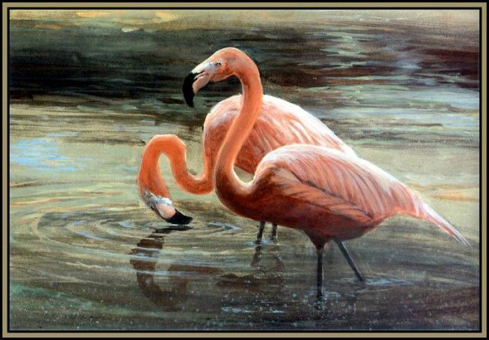 D50-AWE031-RB-Flamingo 1. Bansemer, 