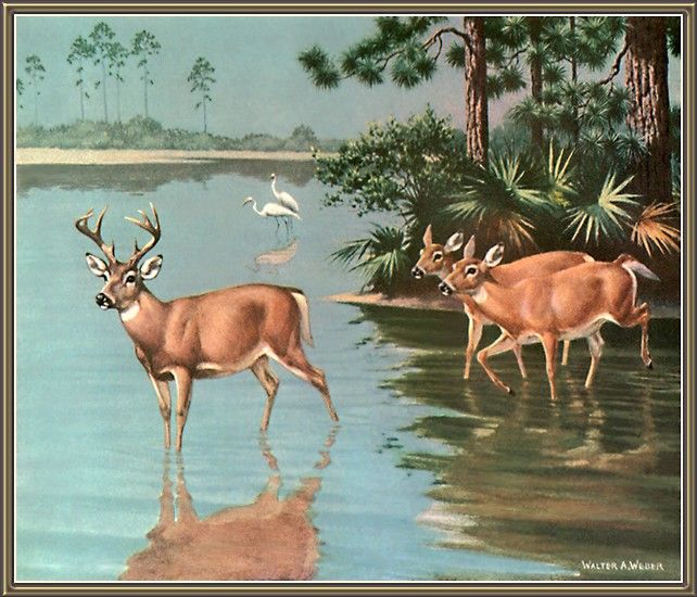 cr WalterWebber-09-FloridaKeyDeer. , 