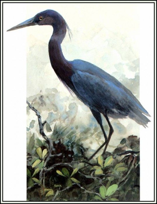 D50-AWE052-RB-Little Blue Heron 2(adult). Bansemer, 