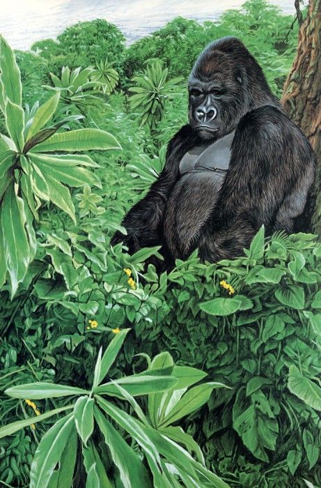 Parker, Ron - Lowland Gorilla (end. , 