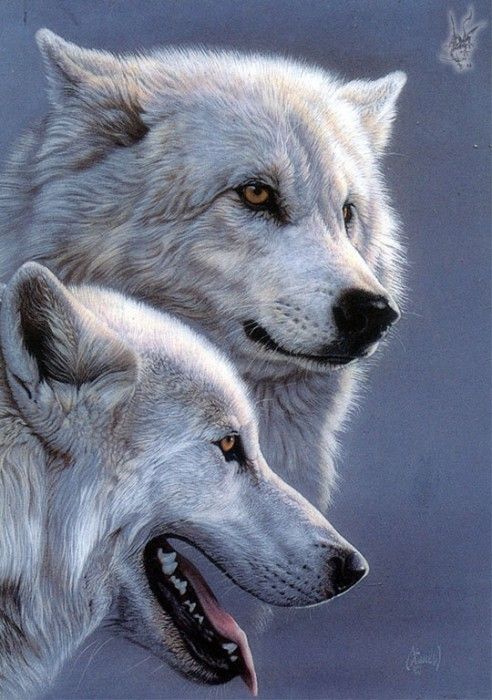 ss-wolves. , Al