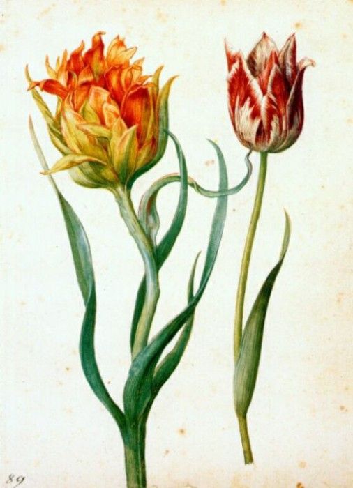 flegel two tulips 1627-30. , 