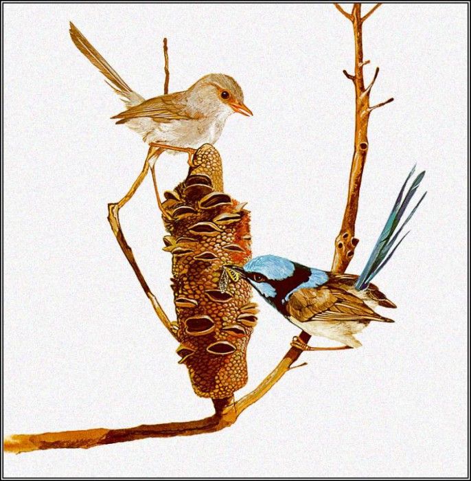 pa TonyOliver AustralianBirds 17 SuperbBlueWren. , 