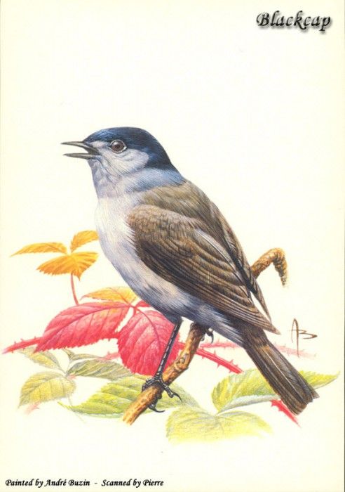 abs 02 blackcap. , 