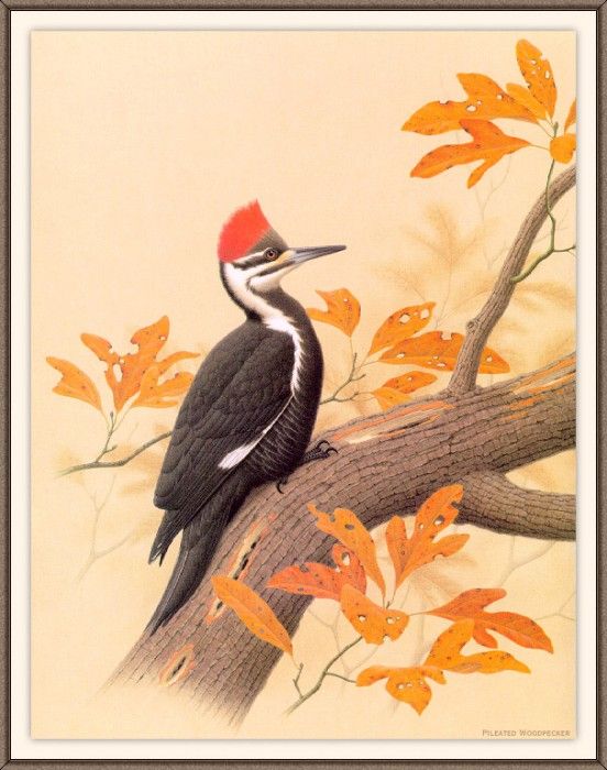 Sj WbZ 10 Pileated Woodpecker 1. , 