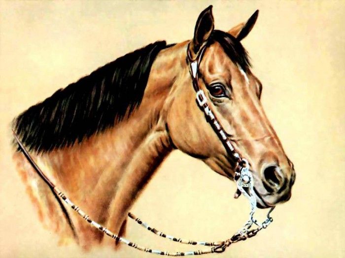 illustrated horse csg006 donald schwartz. , 